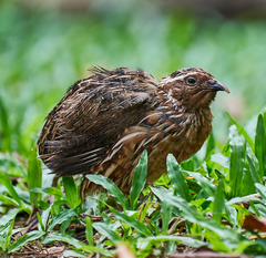 Japanese Quail photo 4