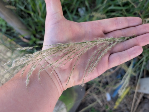 Image of Digitaria insularis by (c) Damien Wallace, some rights reserved (CC BY)