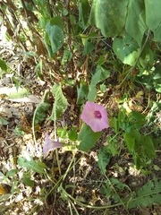 Ipomoea cordatotriloba