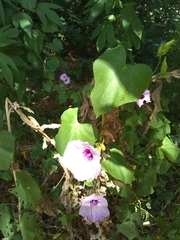 Ipomoea cordatotriloba