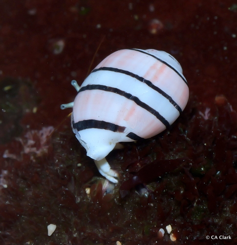 Aplustrum amplustre observed 2024-12-16