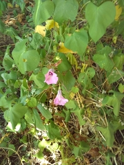 Ipomoea cordatotriloba