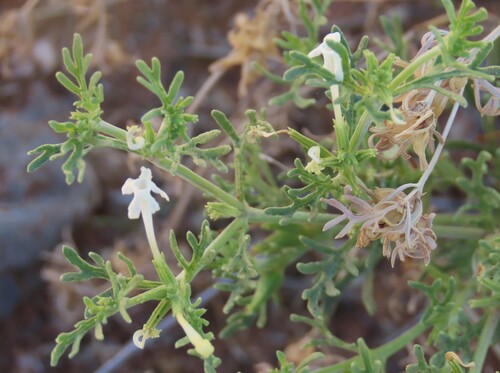 Image of Chascanum pinnatifidum by no rights reserved