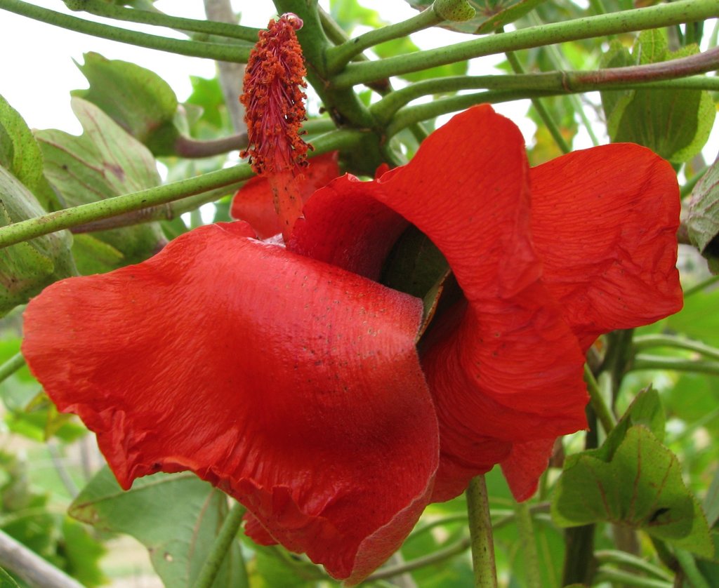 Kokia kauaiensis