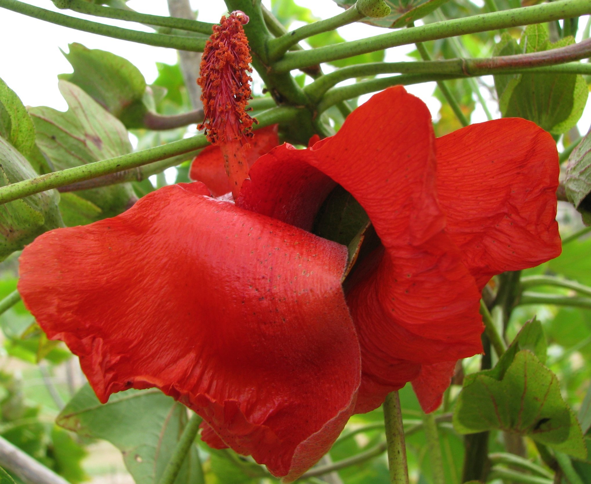 Kokia kauaiensis