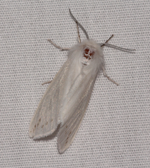 Spilosoma dubia