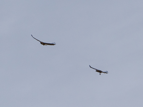 iNaturalist observation photo of Red-tailed Hawk