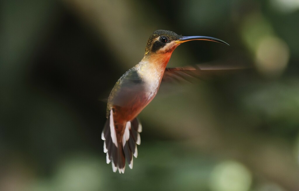 Band-tailed Barbthroat (Threnetes ruckeri) photo