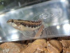 Etheostoma duryi