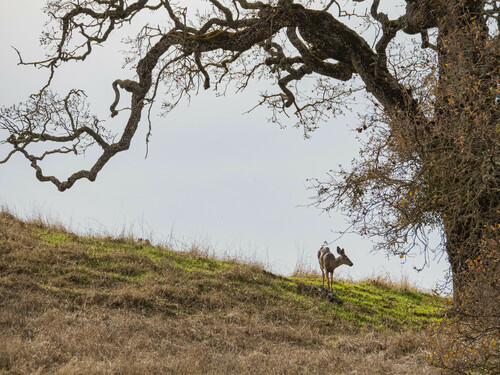 iNaturalist observation photo of Columbian Black-tailed Deer