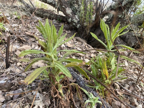 iNaturalist observation photo of rabbit-tobaccos
