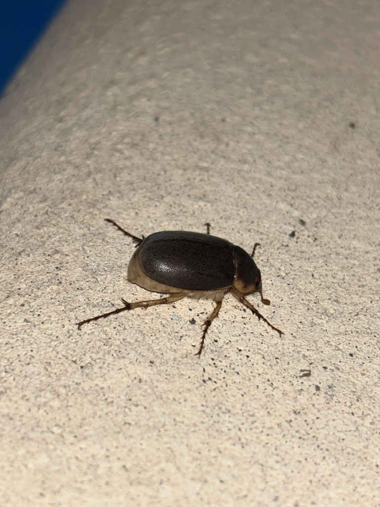 sugarcane white grub