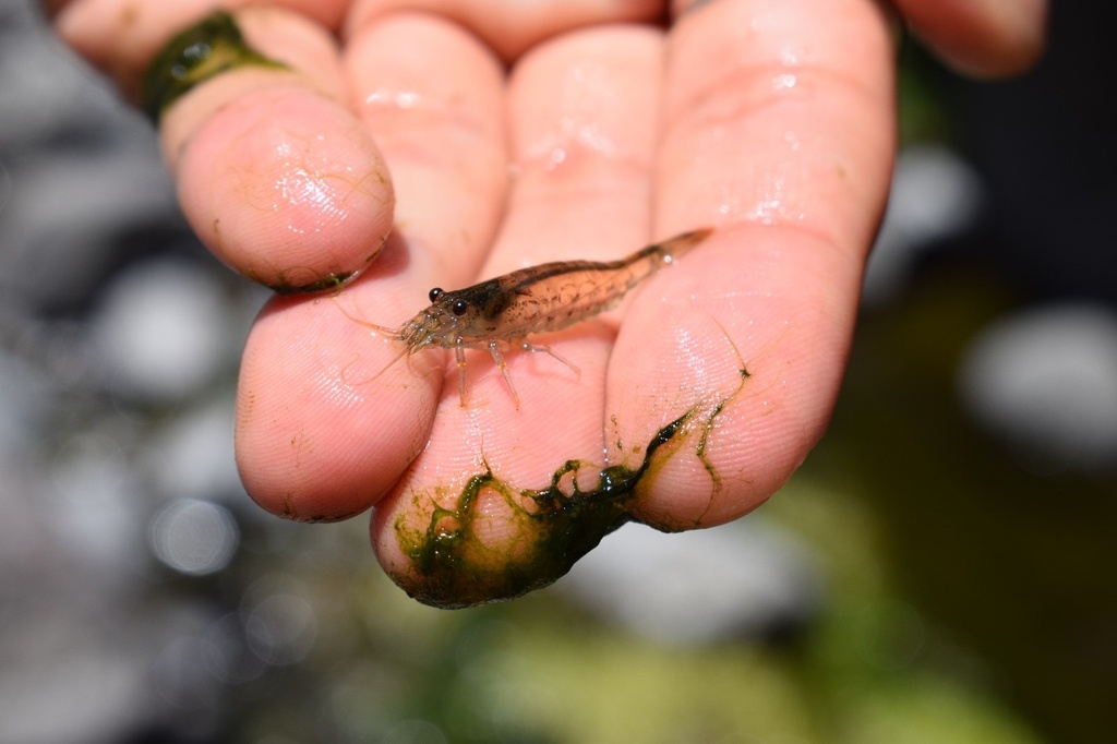 Koros Shrimp