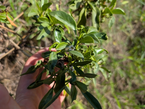 naio (Myoporum sandwicense)