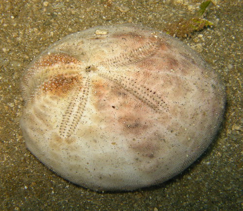 Metalia sternalis, 2008-09-28