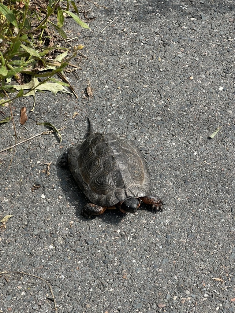 Wood Turtle