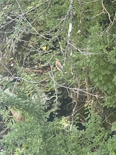 Cedar Waxwing