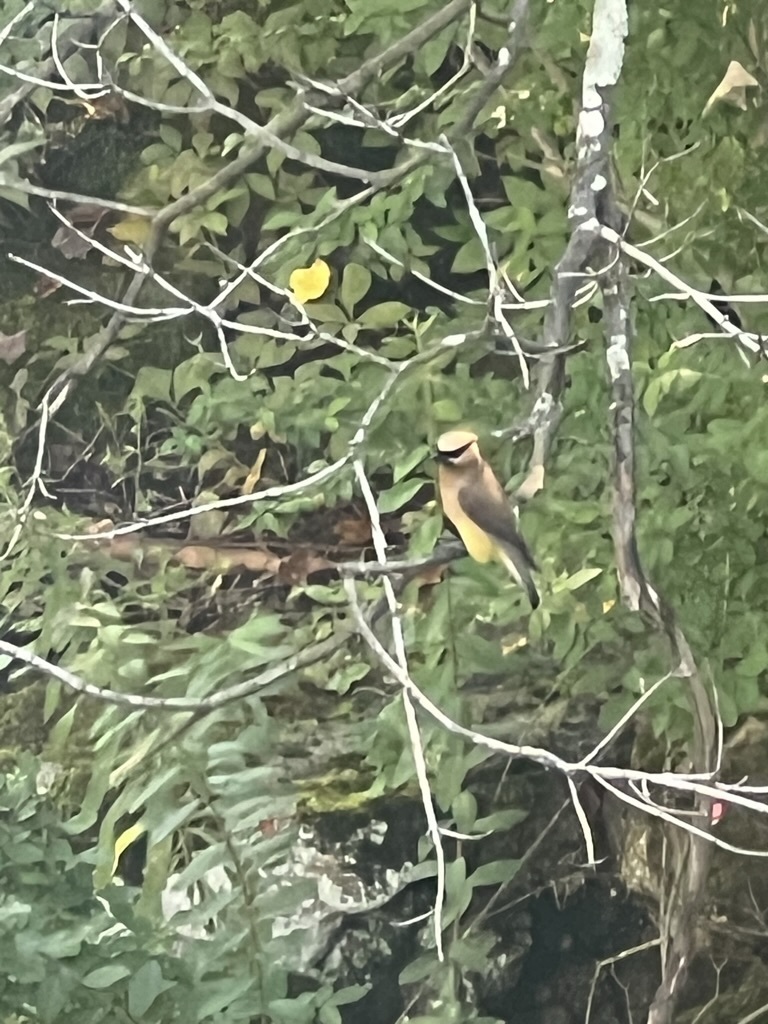 Cedar Waxwing