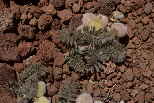 Astragalus hickenii