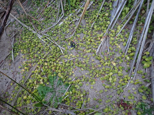 Leptinella rotundata, photograph 3