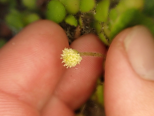 Leptinella rotundata, photograph 4