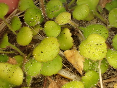 Leptinella rotundata, photograph (c) Benjamin Lavin, some rights reserved (CC BY)
