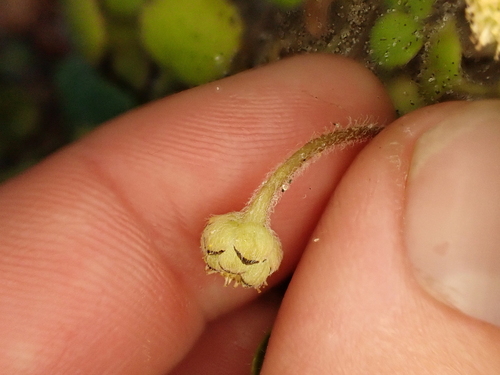 Leptinella rotundata, photograph 5