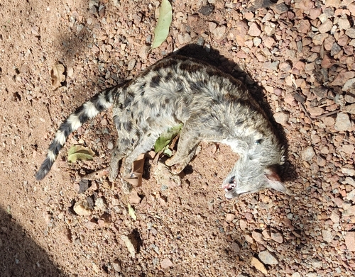 Panther Genet