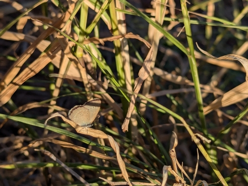 Lesser Grass Blue photo 6
