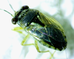 Geocoris punctipes