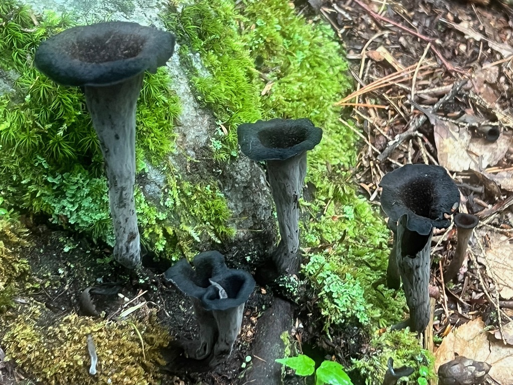 Eastern Black Trumpet