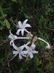 Rhododendron serrulatum