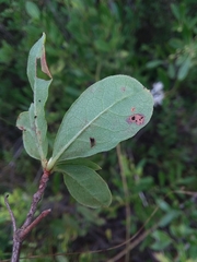 Rhododendron serrulatum