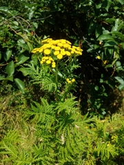 Tanacetum vulgare