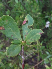 Rhododendron serrulatum