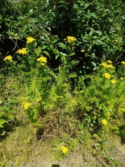 Tanacetum vulgare