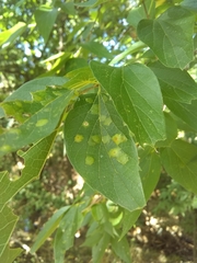 Pachypsylla celtidisvesicula