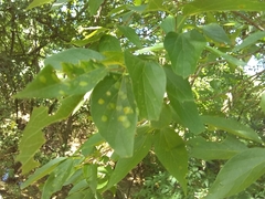 Pachypsylla celtidisvesicula