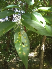 Pachypsylla celtidisvesicula