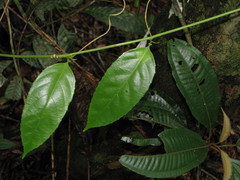 Passiflora nitida image