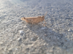 Euchorthippus elegantulus