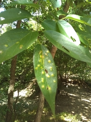 Pachypsylla celtidisvesicula