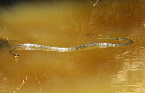 Common Tree Snake sighting