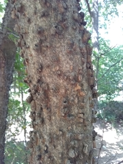 Celtis laevigata