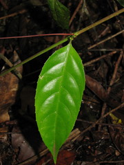 Passiflora nitida