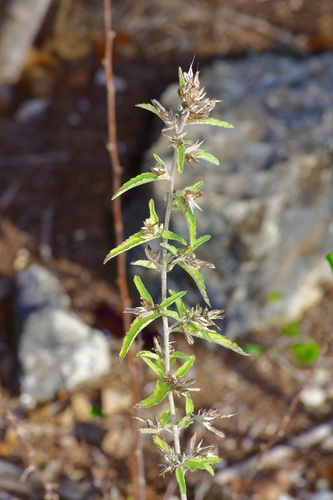 Image of Brickellia cylindracea by (c) Michelle W. （鍾偉瑋）, some rights reserved (CC BY)