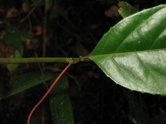 Passiflora nitida