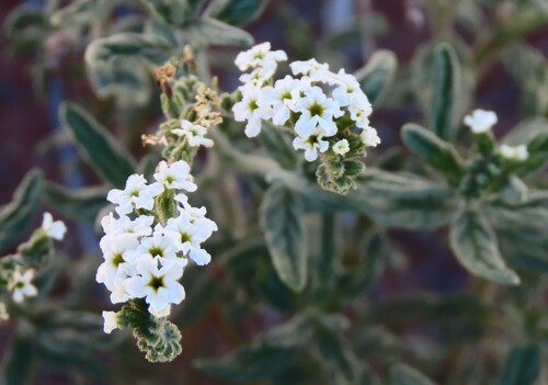 Image of Heliotropium steudneri by no rights reserved