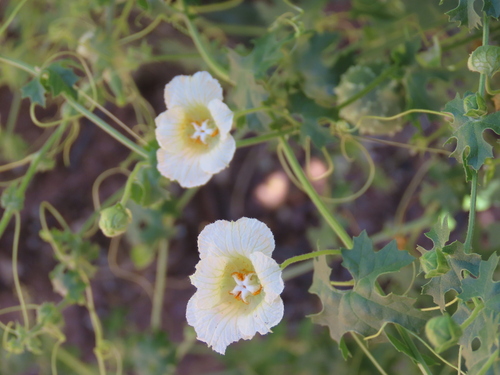 Image of Momordica balsamina by no rights reserved