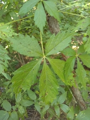 Parthenocissus quinquefolia